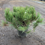 Dwarf Mugo Pine