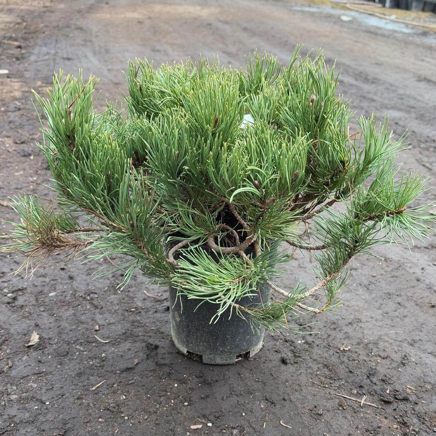 Dwarf Mugo Pine