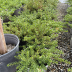 Dwarf Myoporum, Creeping Boobialla