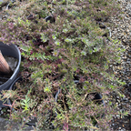 Dwarf Myoporum, Creeping Boobialla