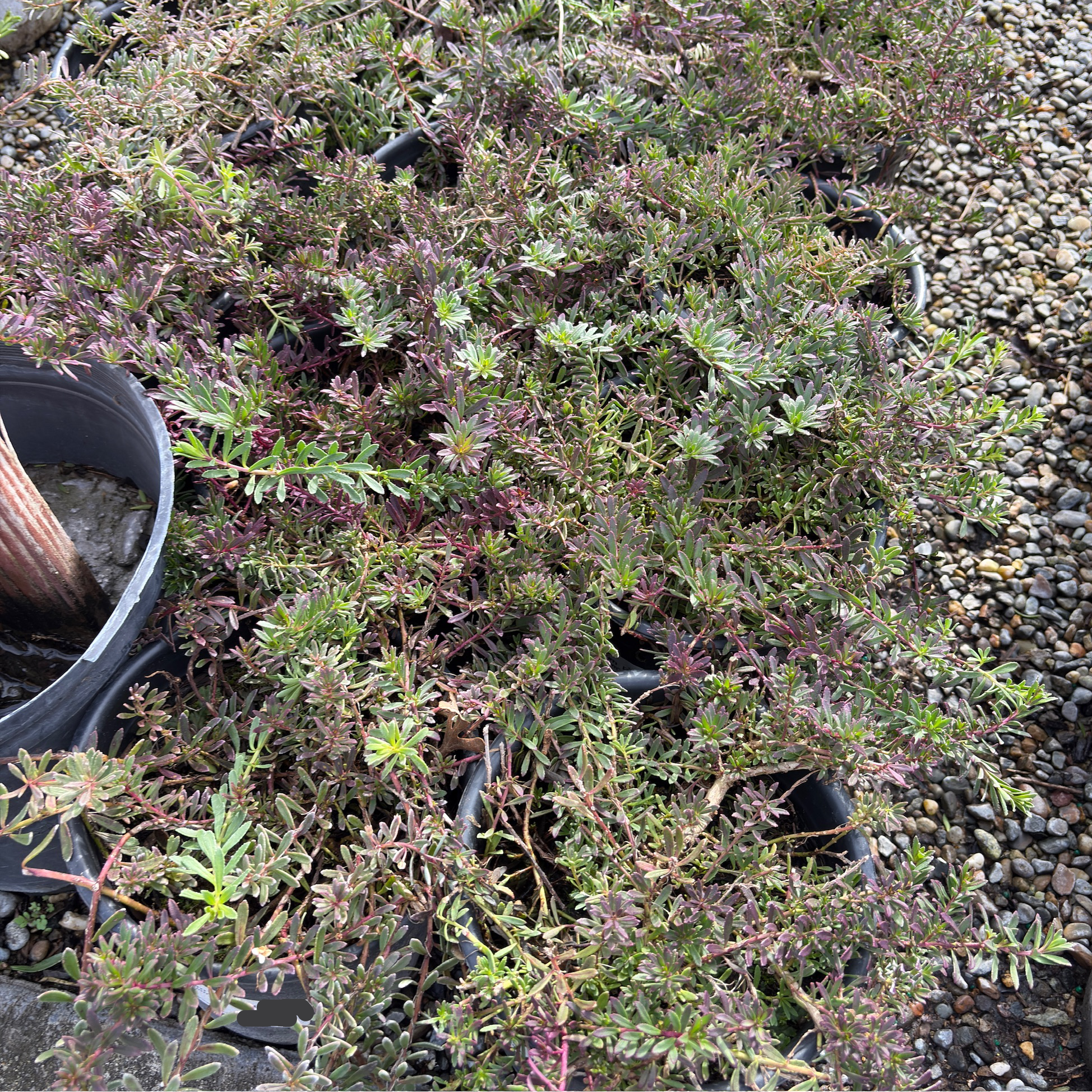 Dwarf Myoporum, Creeping Boobialla