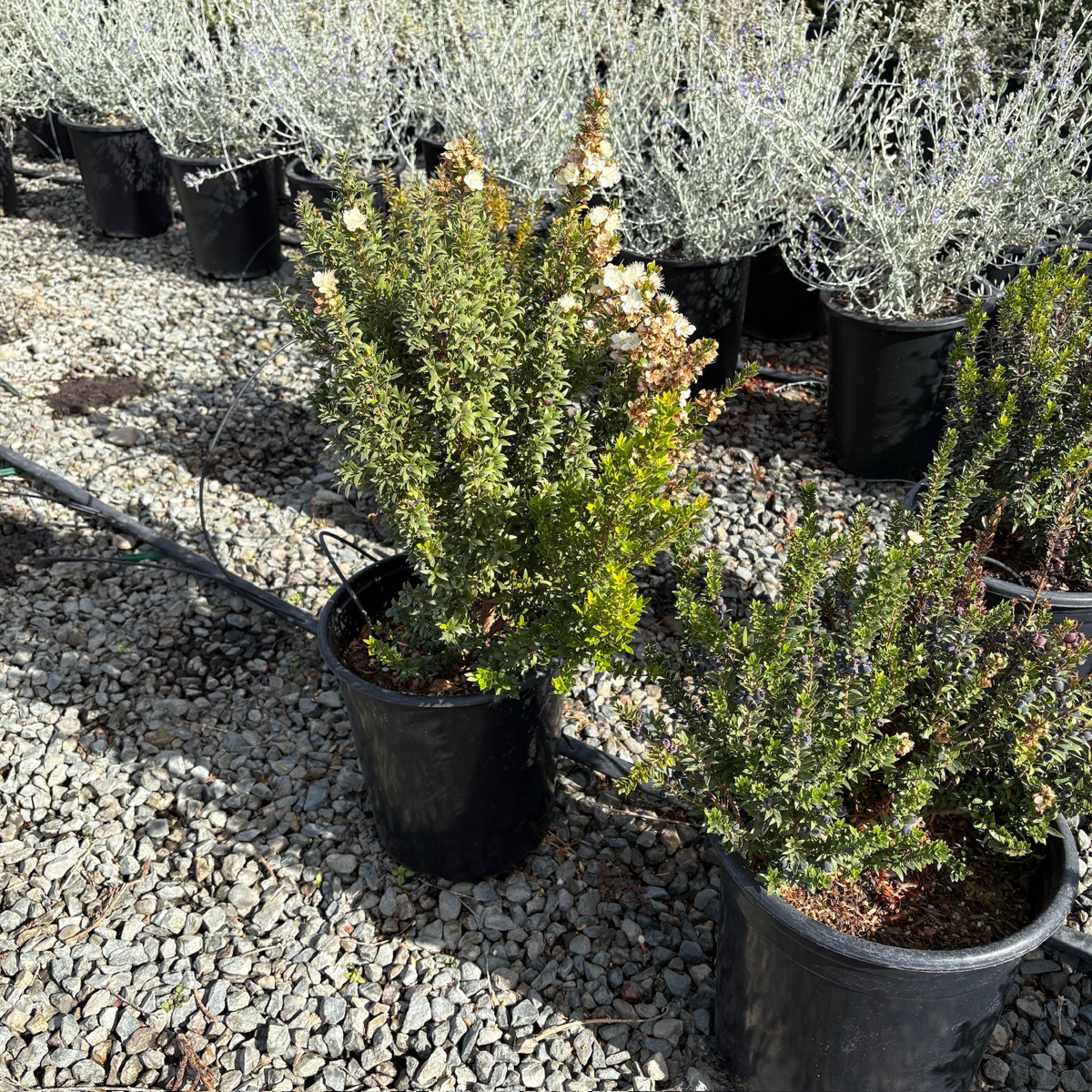 Dwarf Myrtle