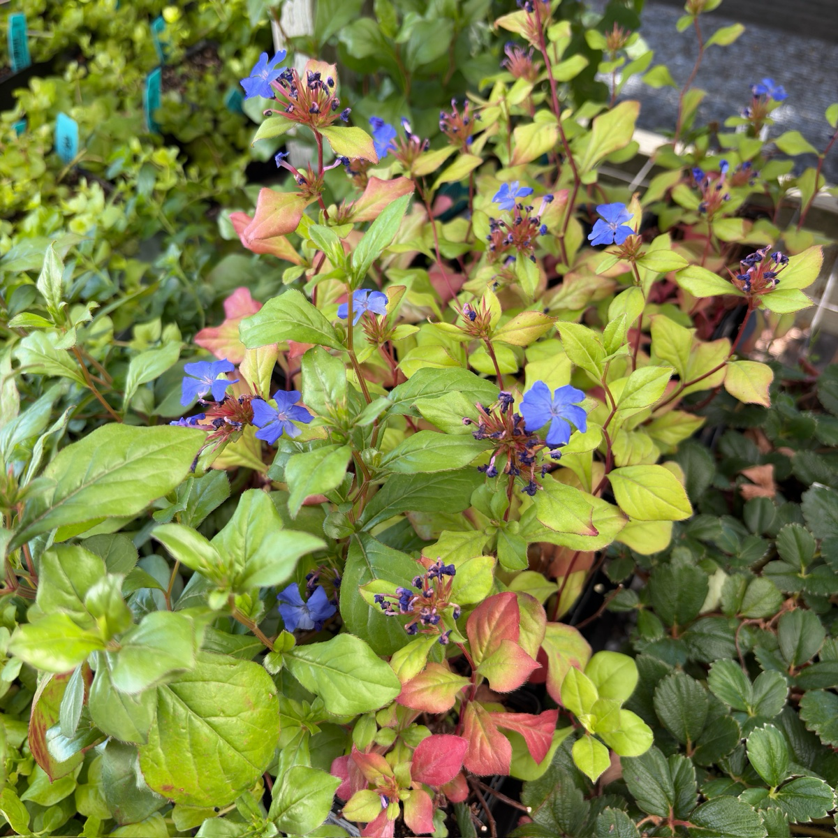 Dwarf Plumbago