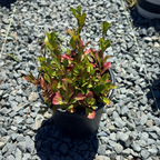 Dwarf Plumbago