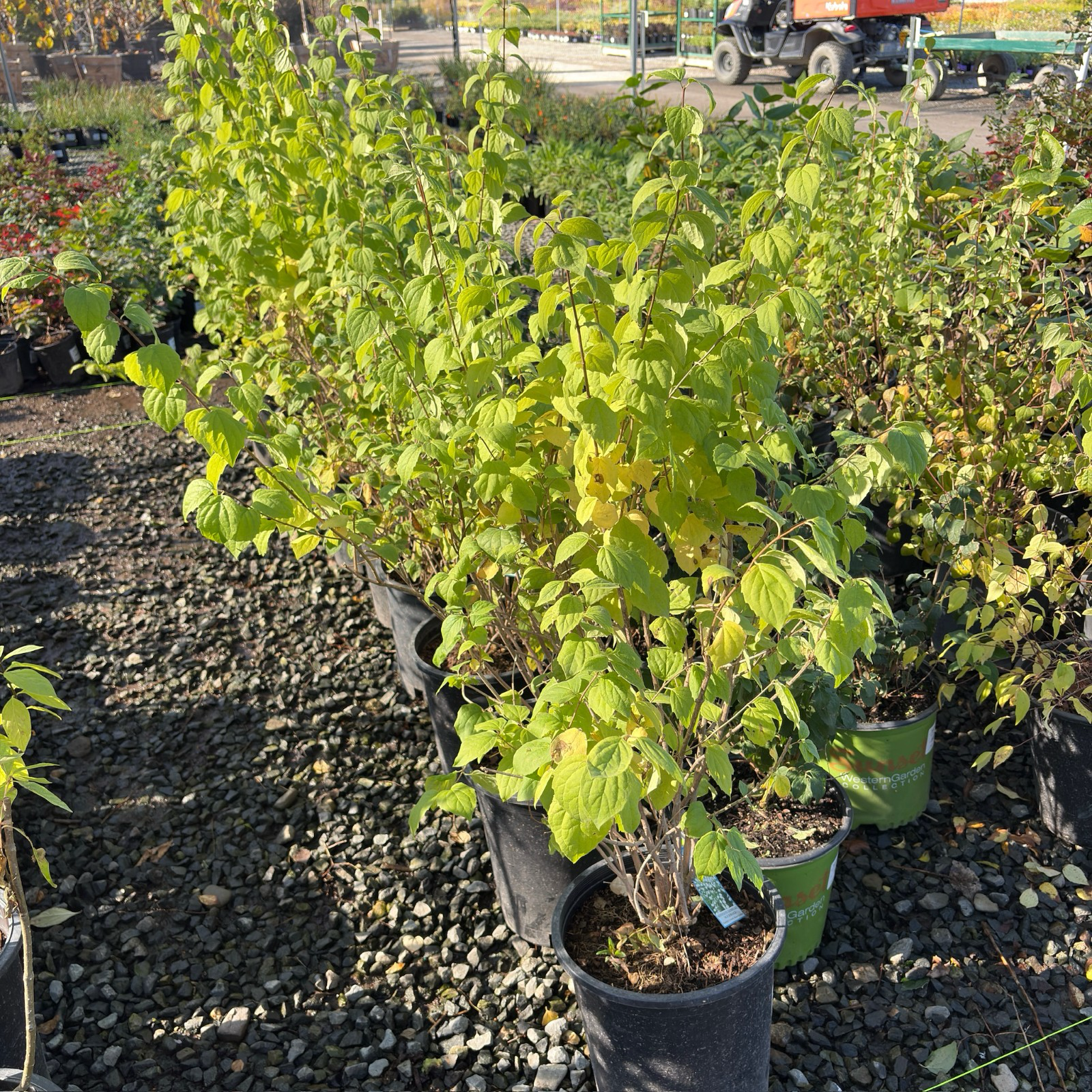 Dwarf Snowflake Mock Orange
