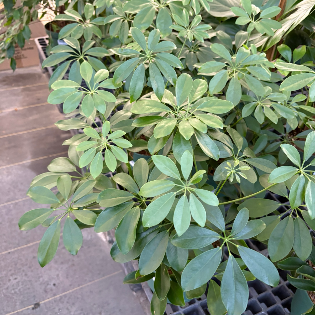 Dwarf Umbrella Tree