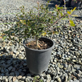 Dwarf Yaupon Holly