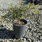 Dwarf Yaupon Holly