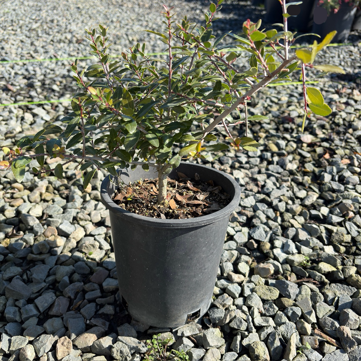 Dwarf Yaupon Holly