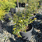 Dwarf Yaupon Holly