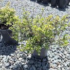 Dwarf Yaupon Holly