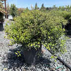 Dwarf Yaupon Holly