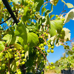 Eastern Concord Seedless Grape