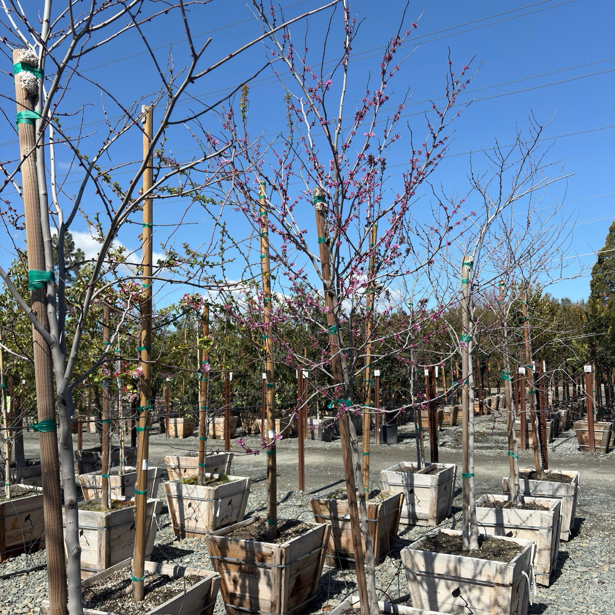 Eastern Redbud