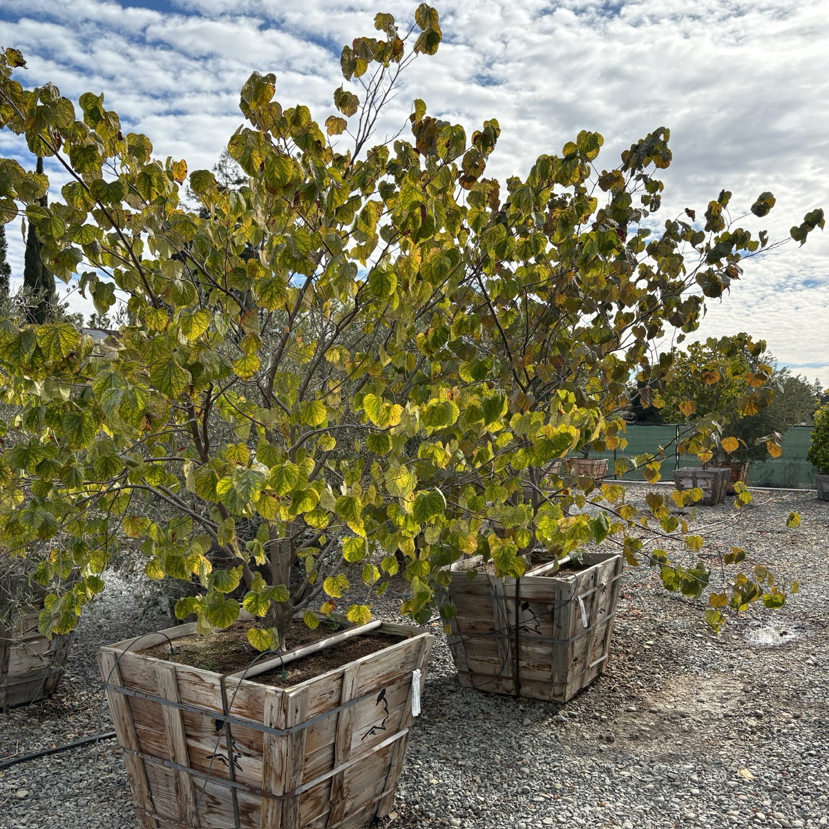 Eastern Redbud