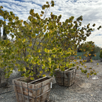 Eastern Redbud
