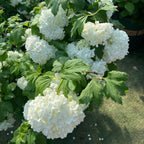 Eastern Snowball White flowers with green leaves on a blurred background