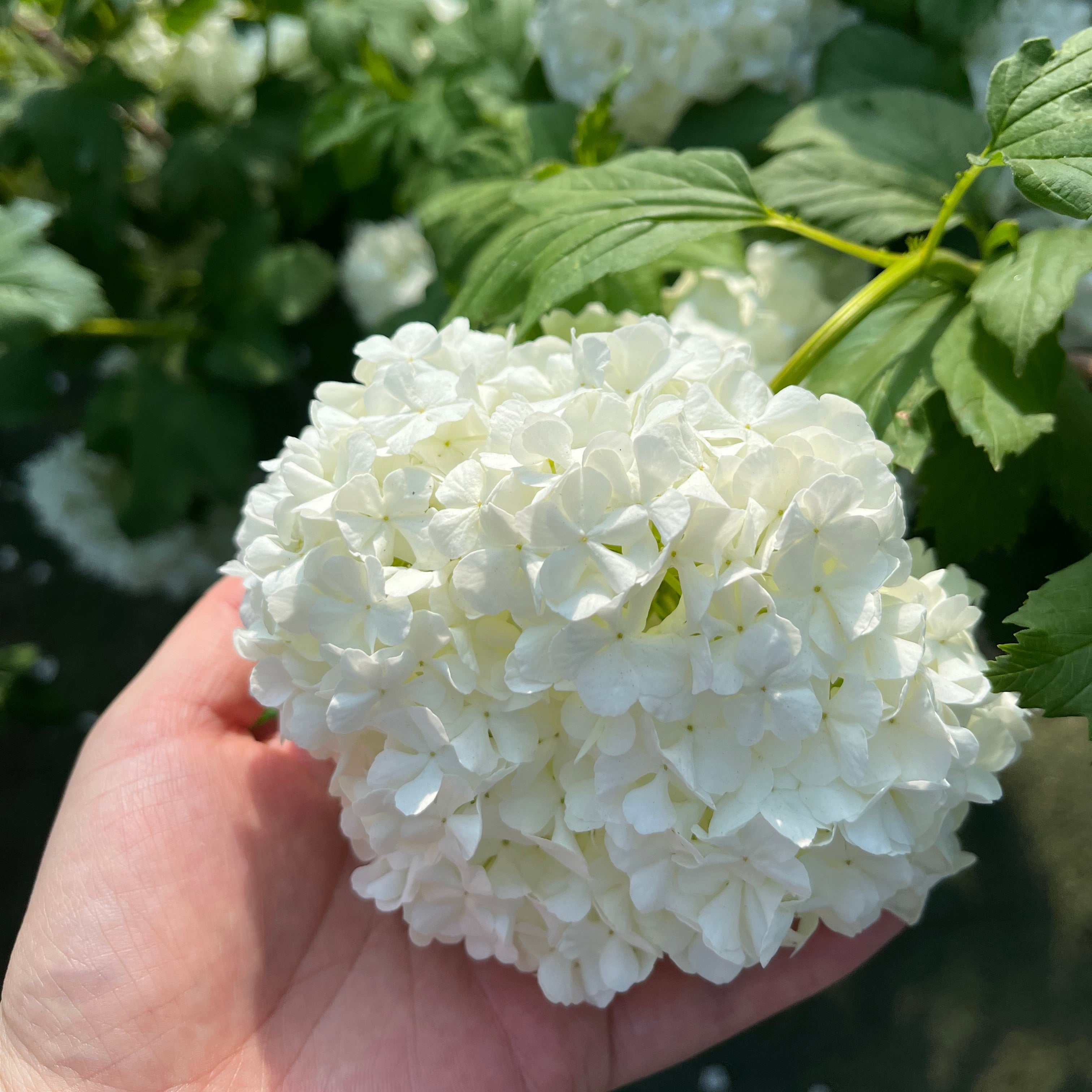 Eastern Snowball  held in a hand with green leaves in the background