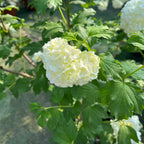 Eastern Snowball White flowers with green leaves on a blurred natural background