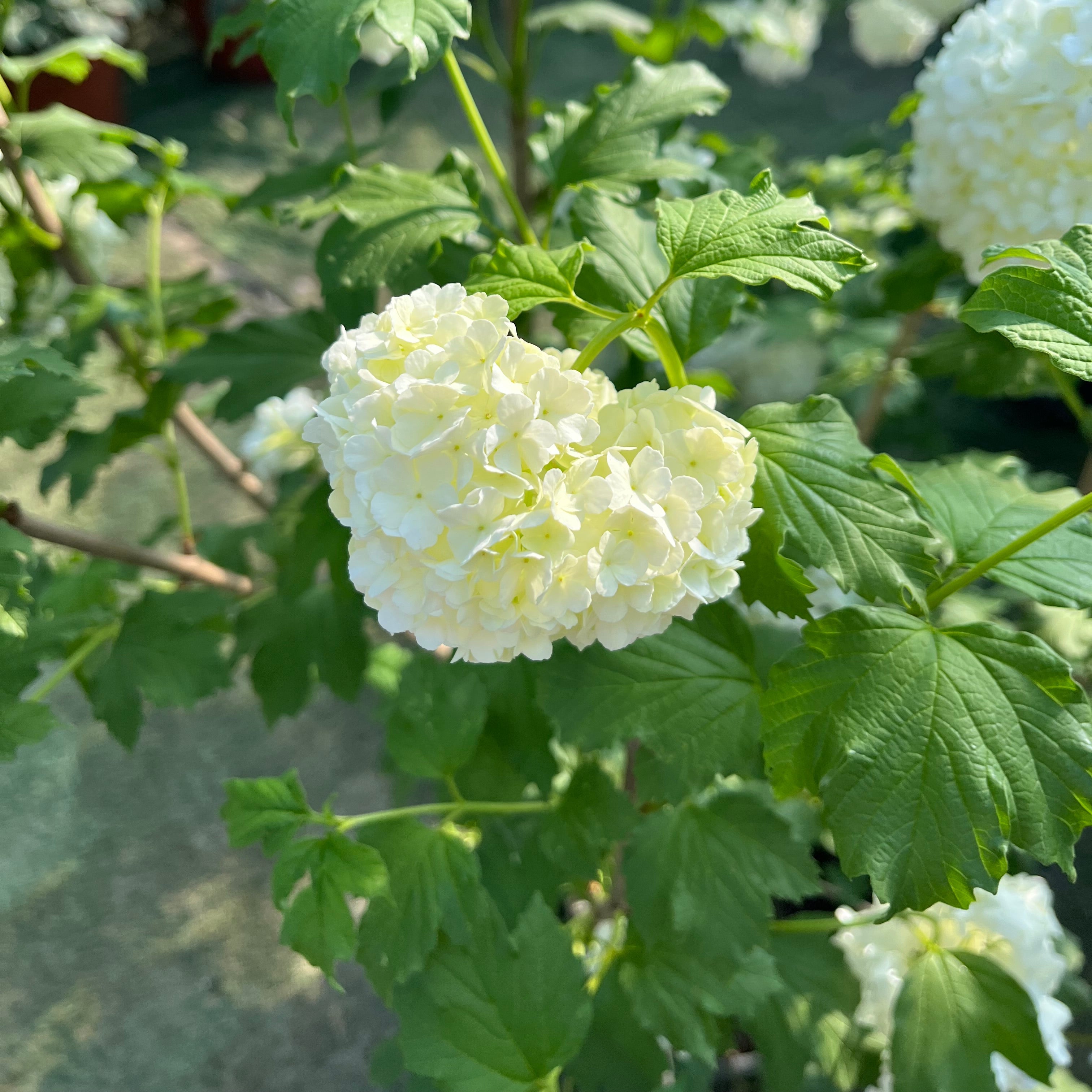 Eastern Snowball White flowers with green leaves on a blurred natural background