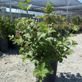 Potted Eastern Snowball plant in a greenhouse setting with other plants in the background