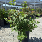 Potted Eastern Snowball plant in a greenhouse setting with other plants in the background