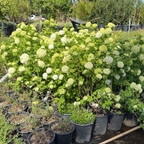Eastern Snowball