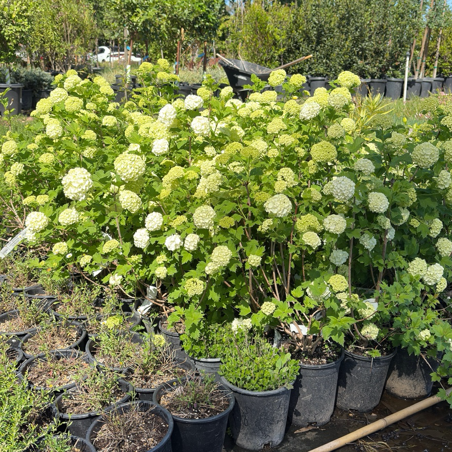 Eastern Snowball