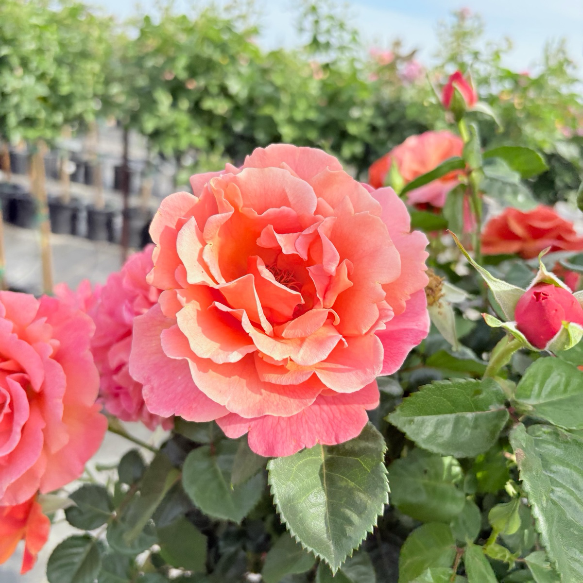 Easy Does It® Floribunda Rose