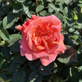 Easy Does It® Floribunda Rose