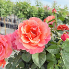 Easy Does It® Floribunda Rose