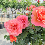 Easy Does It® Floribunda Rose