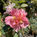 Easy Does It® Floribunda Rose
