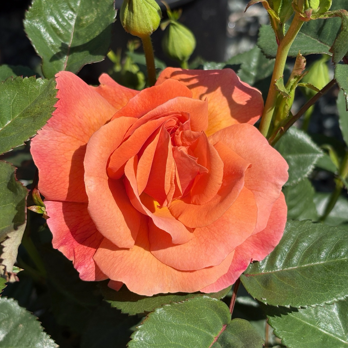 Easy Does It® Floribunda Rose