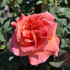 Easy Does It® Floribunda Rose