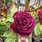 Ebb Tide™ Floribunda Rose