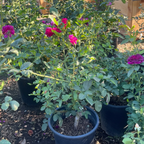 Ebb Tide™ Floribunda Rose