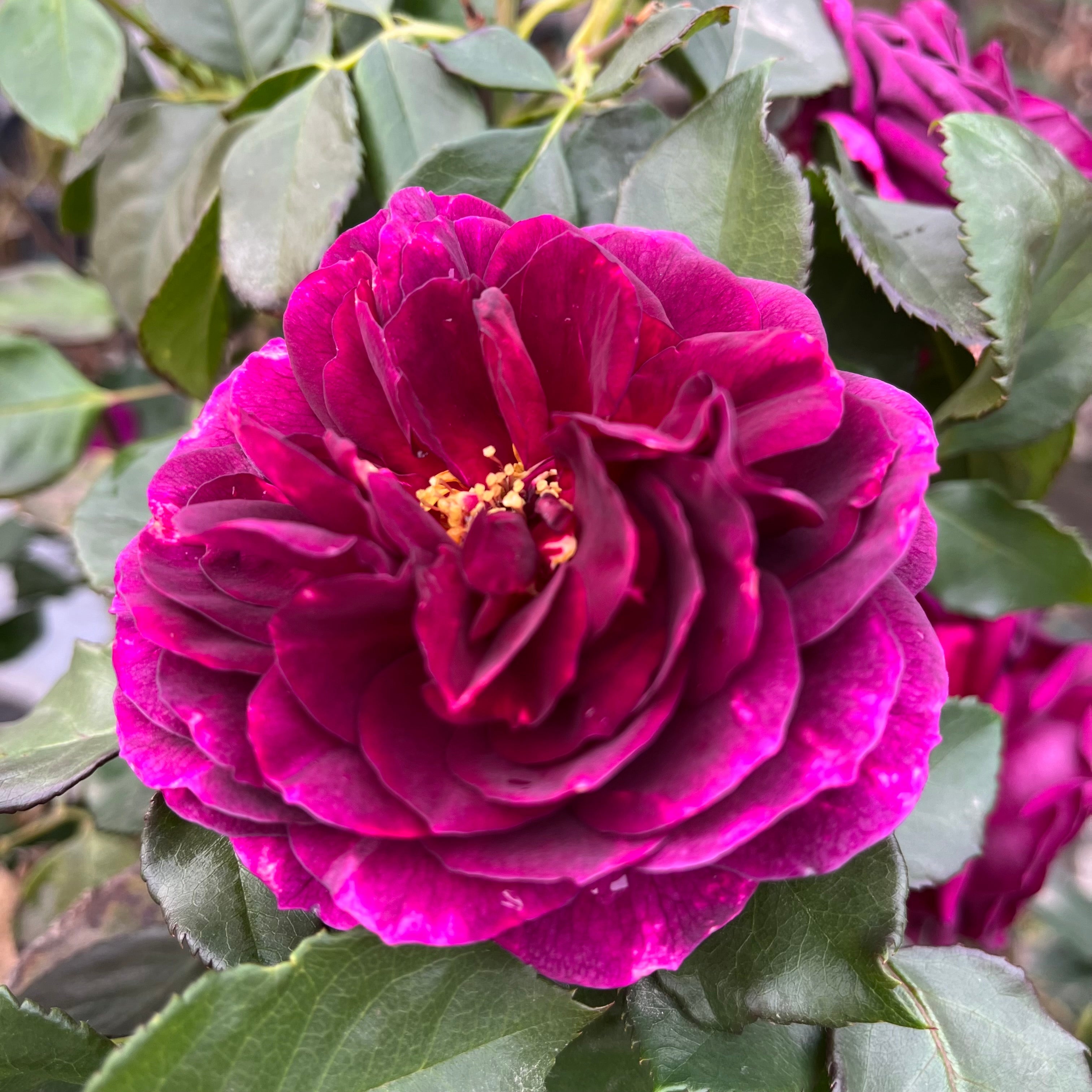 Ebb Tide™ Floribunda Rose