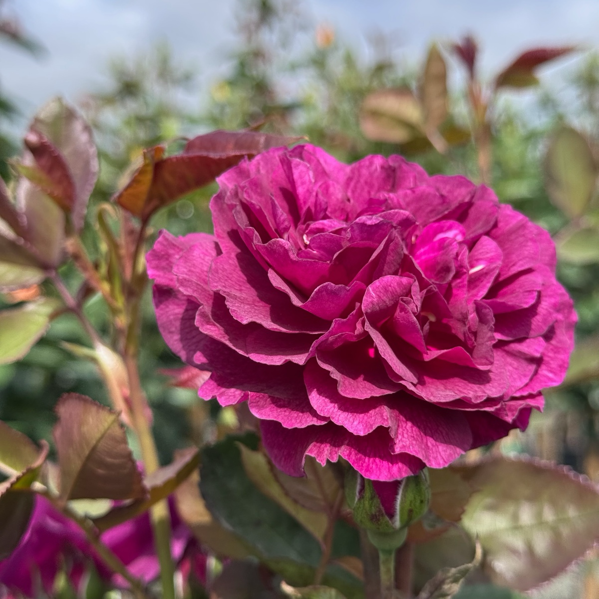 Ebb Tide™ Floribunda Rose