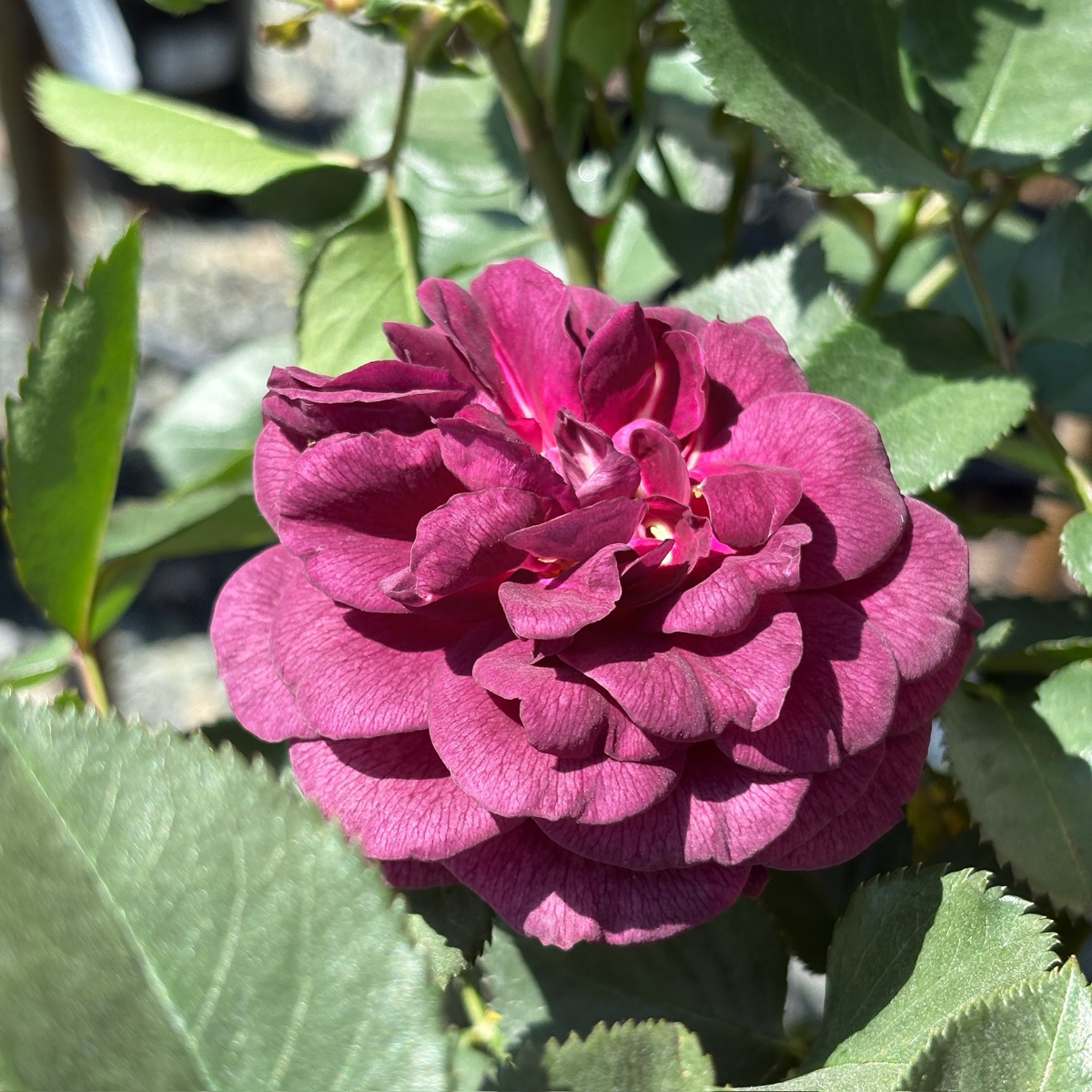 Ebb Tide™ Floribunda Rose