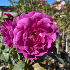 Ebb Tide™ Floribunda Rose