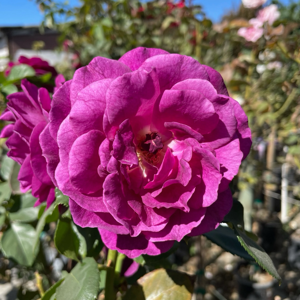 Ebb Tide™ Floribunda Rose