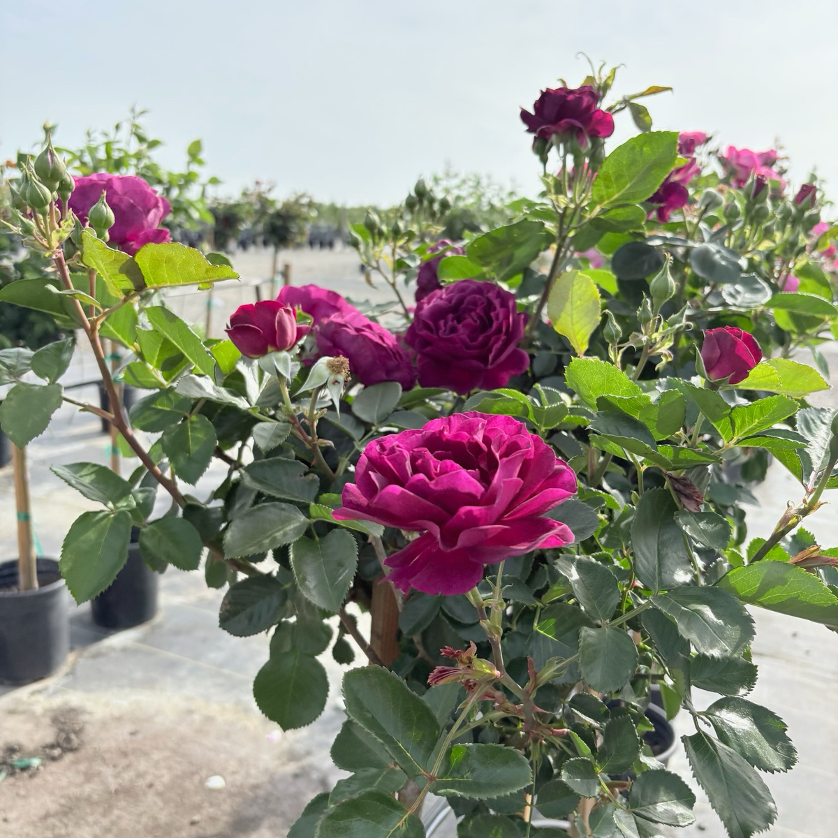 Ebb Tide™ Floribunda Rose