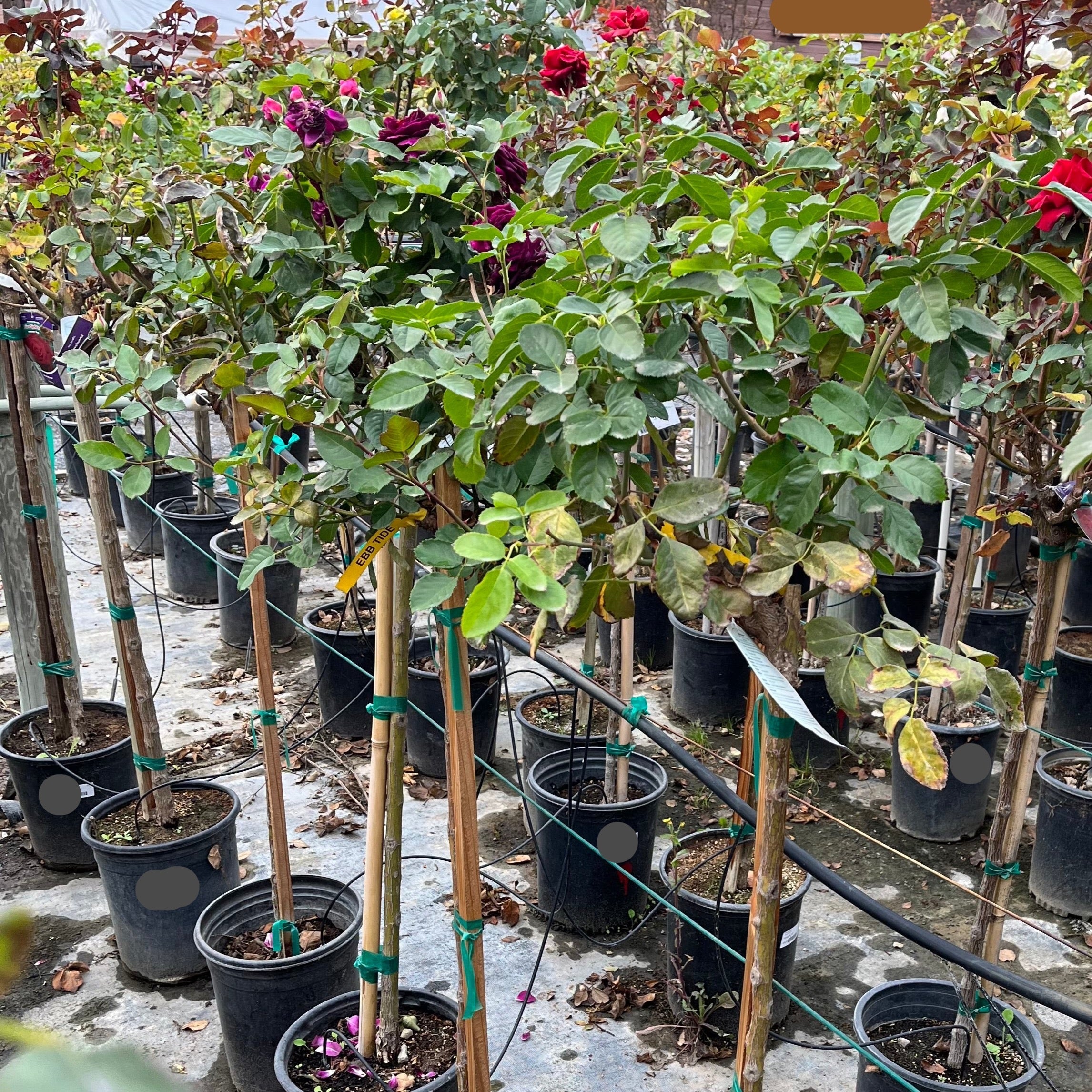 Ebb Tide™ Floribunda Rose