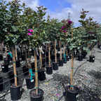 Ebb Tide™ Floribunda Rose