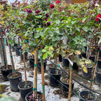 Ebb Tide™ Floribunda Rose