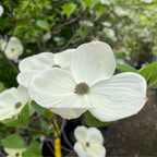 Eddie’s White Wonder Dogwood