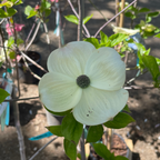 Eddie’s White Wonder Dogwood