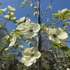 Eddie’s White Wonder Dogwood