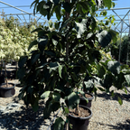 Eddie’s White Wonder Dogwood